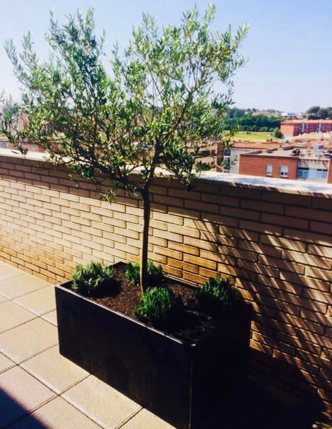 Àtic amb jardinera i olivera