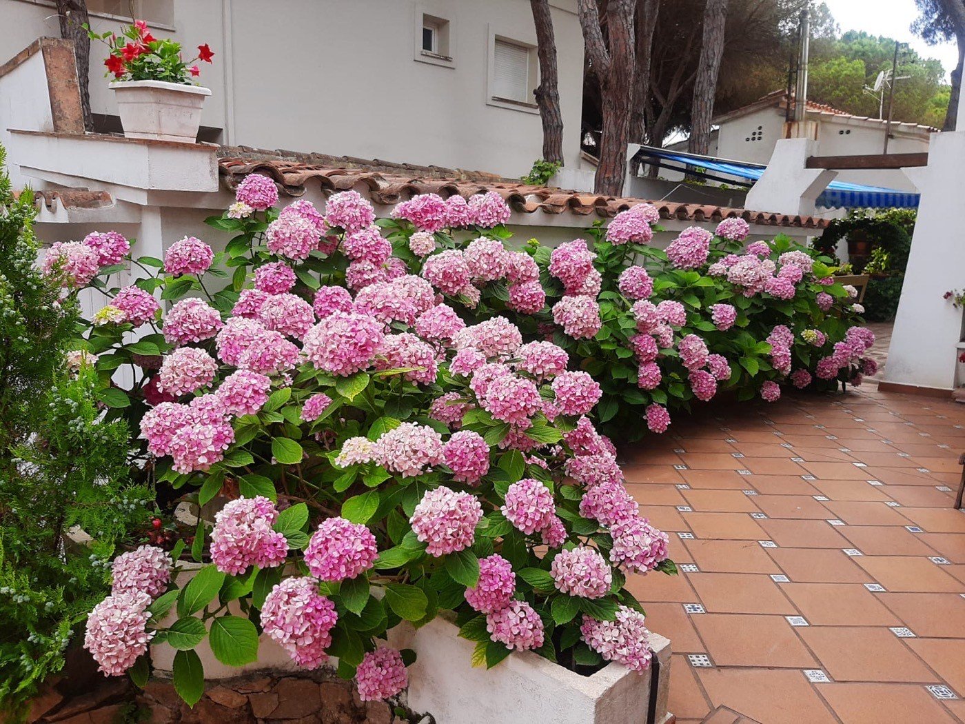 Hortènsies en flor
