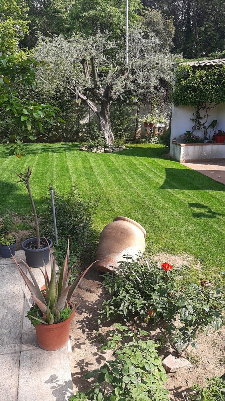 Jardí amb olivera i gespa