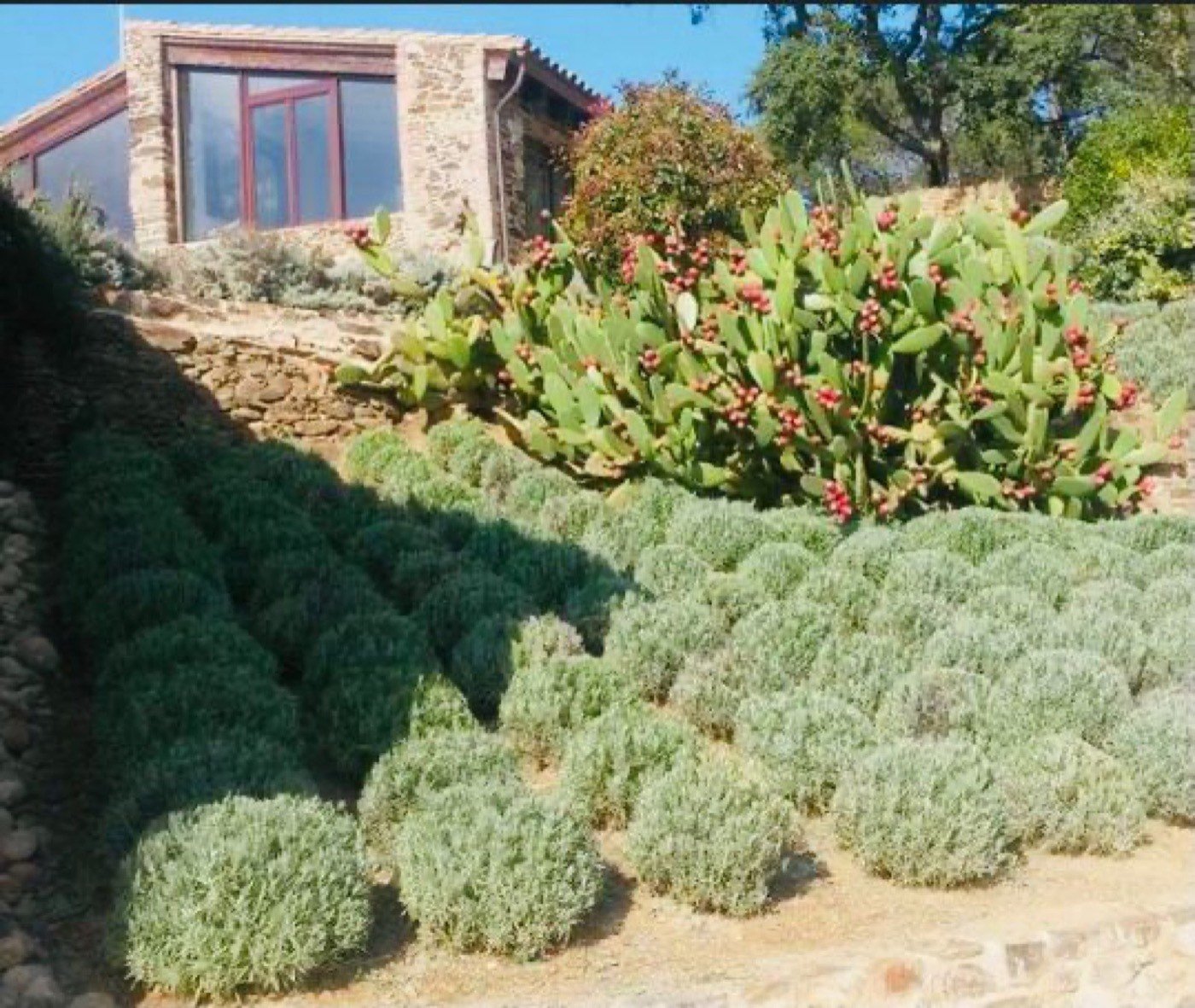 Talús amb plantes mediterrànies
