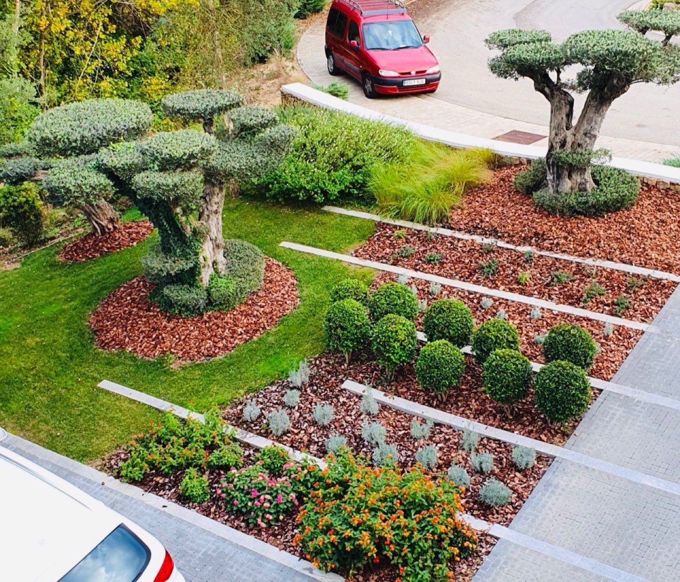 Jardí amb oliveres i parterres