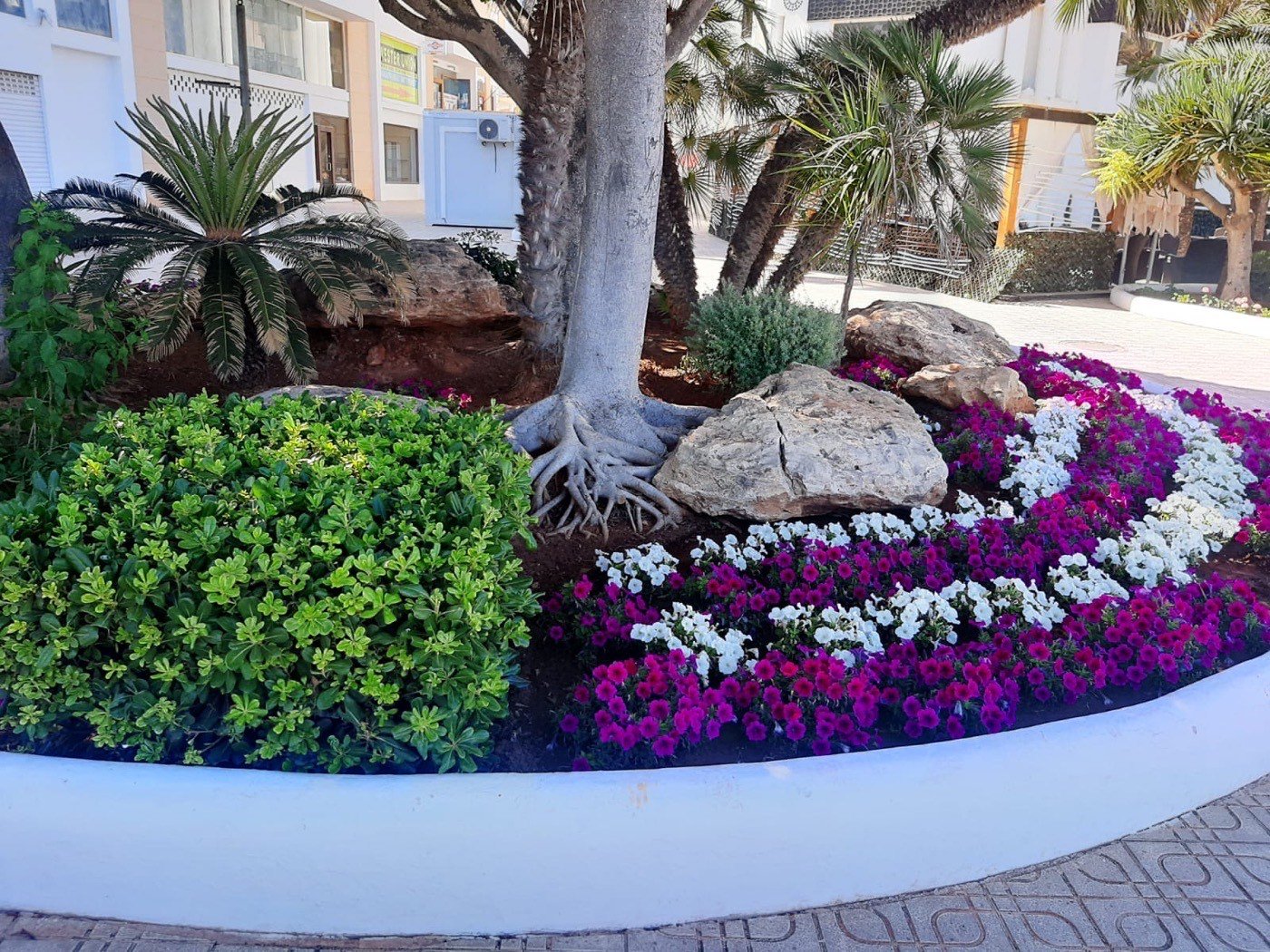 Parterre amb flors i palmeres