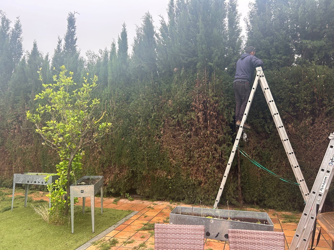 Jardiner podant una tanca vegetal des d'una escala